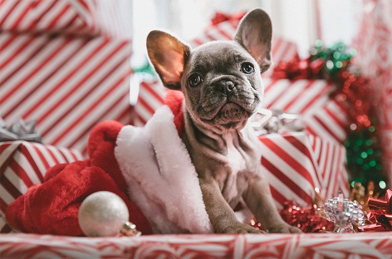 Dog in a Christmas hat