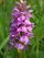 Highlandorchid