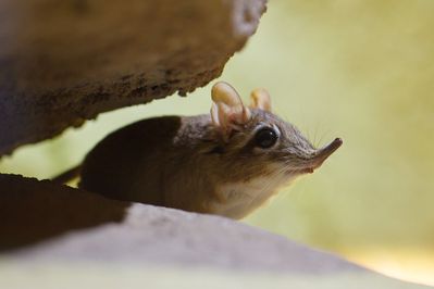 elephant-shrew